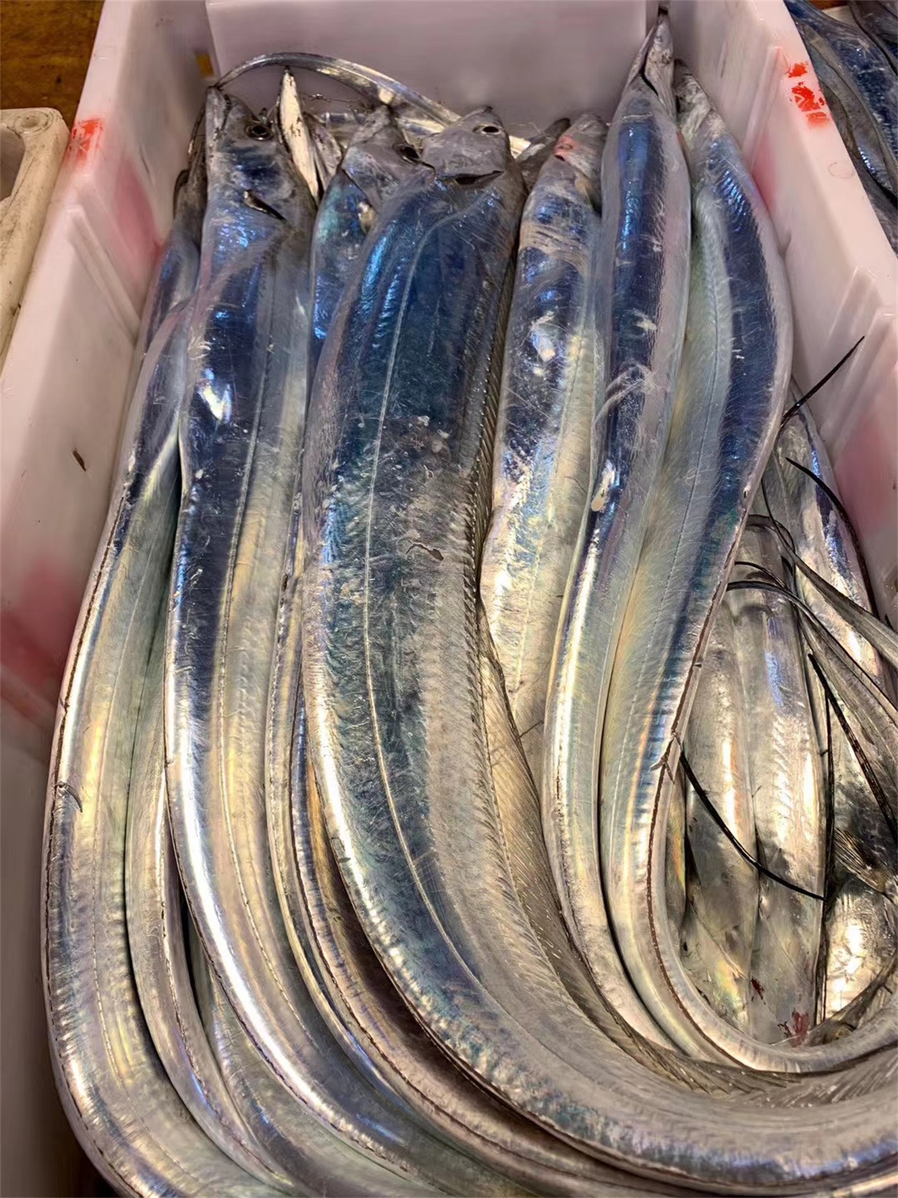 一品鮮帶魚(yú)(圖1)