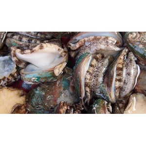 它比魚還鮮比肉要貴，一斤要價二十塊，大多人不認(rèn)識，多吃身體好