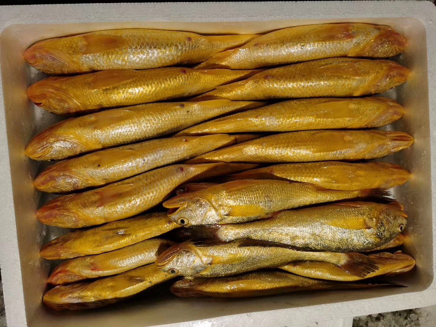 大陳黃魚(yú)(圖3)