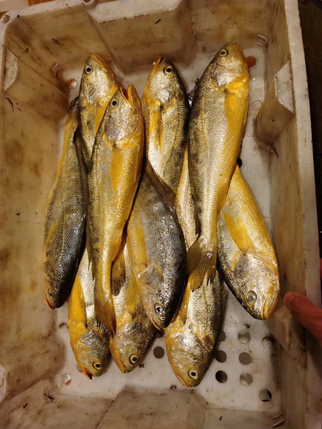 大陳黃魚(yú)(圖1)