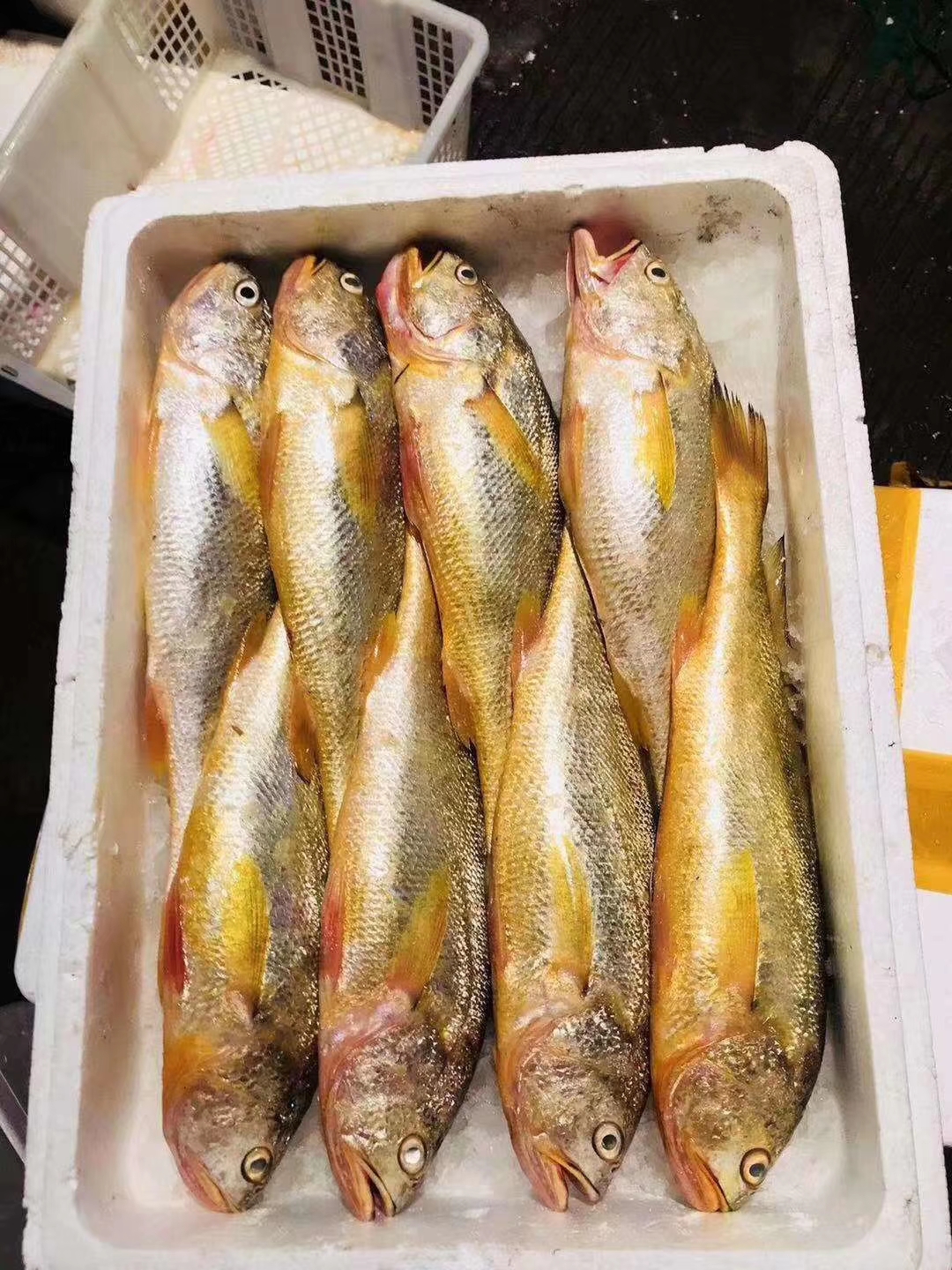 大陳黃魚(yú)(圖2)